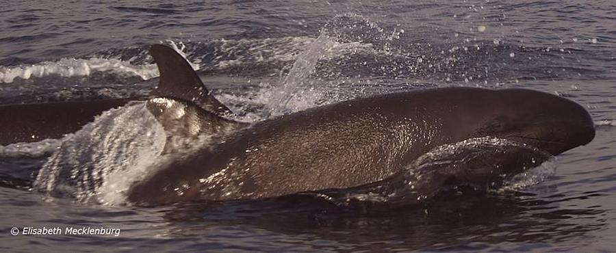 Ein Wal aus direkter Nähe fotografiert von Elisabeth Mecklenburg