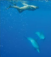 Schwimmen mit Delphinen