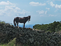 Reiten auf der Atlantikinsel