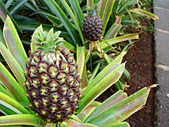 Ananas-Anbau auf Sao Miguel