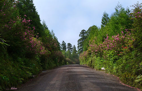 Azaleenblüte auf dem Weg zu den Lagoas Empadadas
