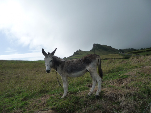 Esel bei Lajes das Flores