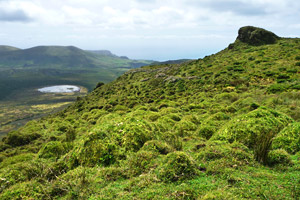 Torfmoore der Insel Flores