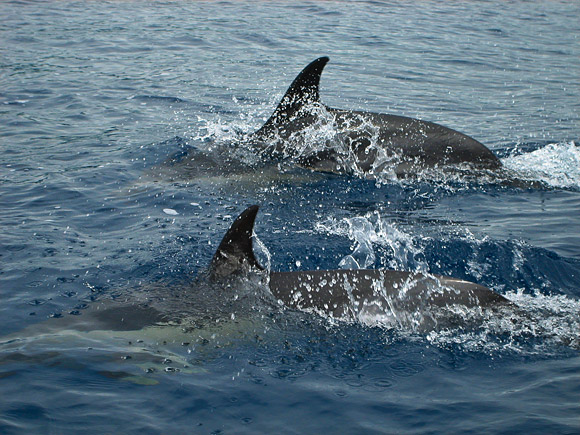 Gemeine Delfine vor Vila Franca do Campo