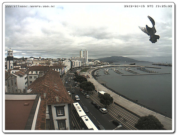 Vogel vor der Webcam in Ponta Delgada