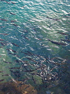 Fische füttern im Hafen von Ponta Delgada