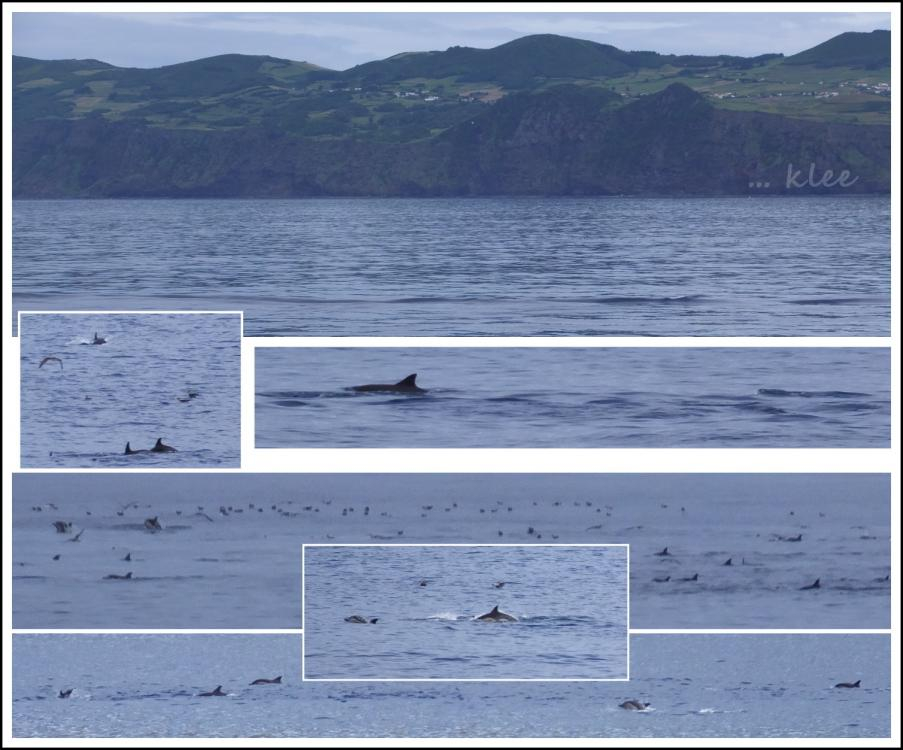 Wale und Delfine bei der Fährfahrt von São Jorge nach Pico