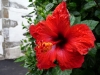 Roter Hibiskus