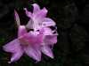 Amaryllis belladonna