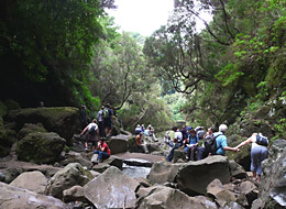 25 Fontes Madeira